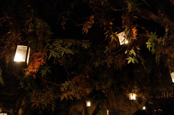 El Bosc de les Fades en Bethenight.com Local de Copas en Passatge de la Banca, Barri Gtic de Barcelona